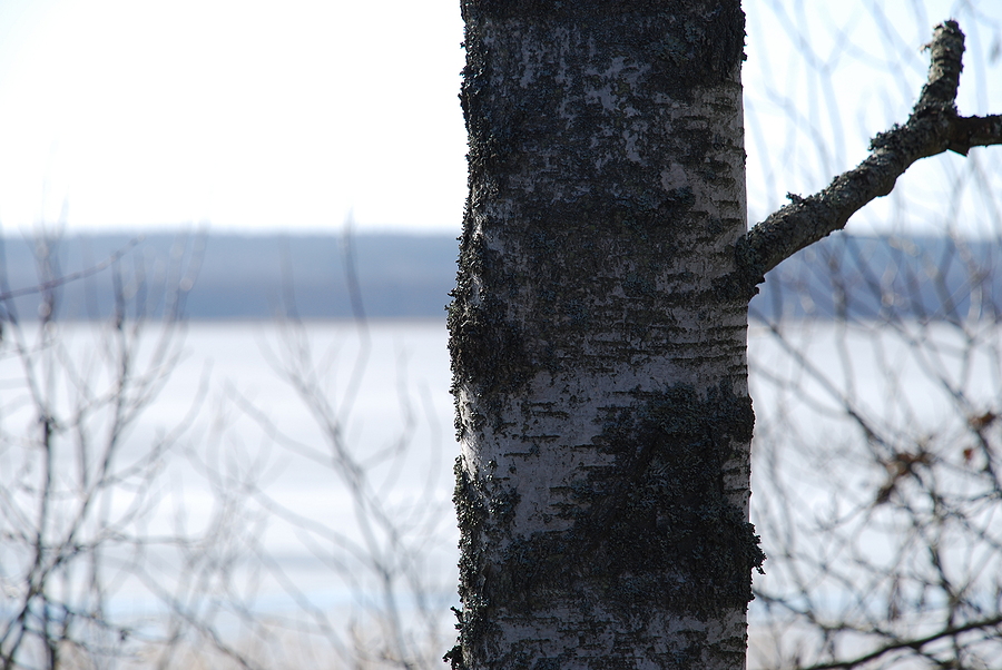 Call 317-783-2518 for Affordable Birch Tree Removal in Indianapolis Indiana