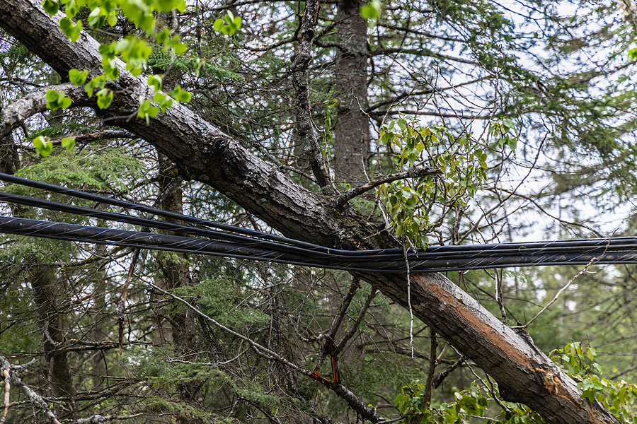 Call 317-783-2518 for Help with a Fallen Tree on a Power Line in Indianapolis