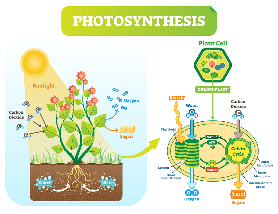 Photosynthesis in Trees