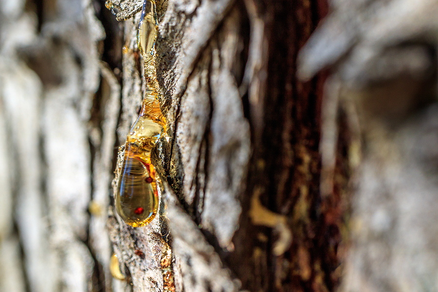 Tree Sap Removal Hacks