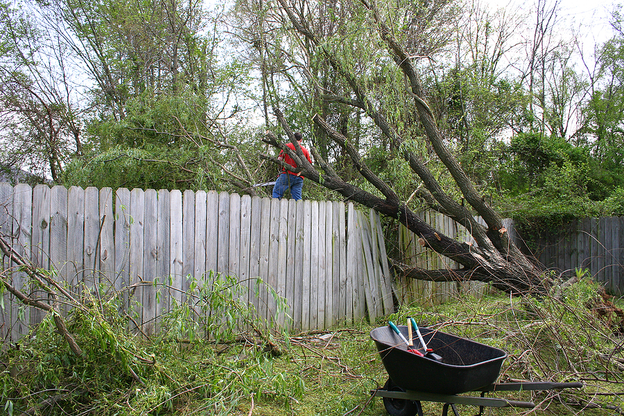 Call 317-783-2518 for Affordable Storm Damage Tree Removal Service in Indianapolis