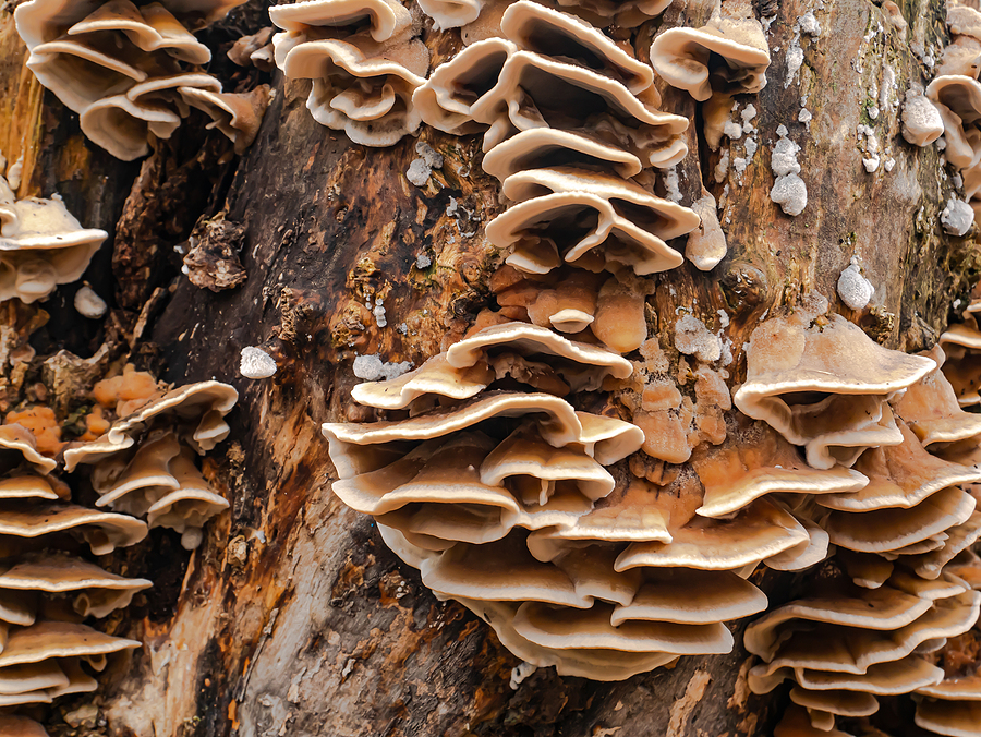 Tree Root Distress