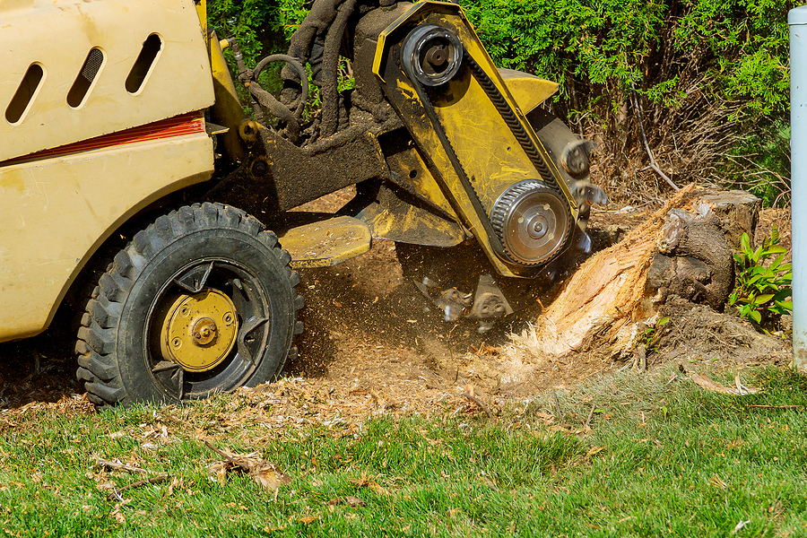Reduce the Risk of Tree Stump Dangers 