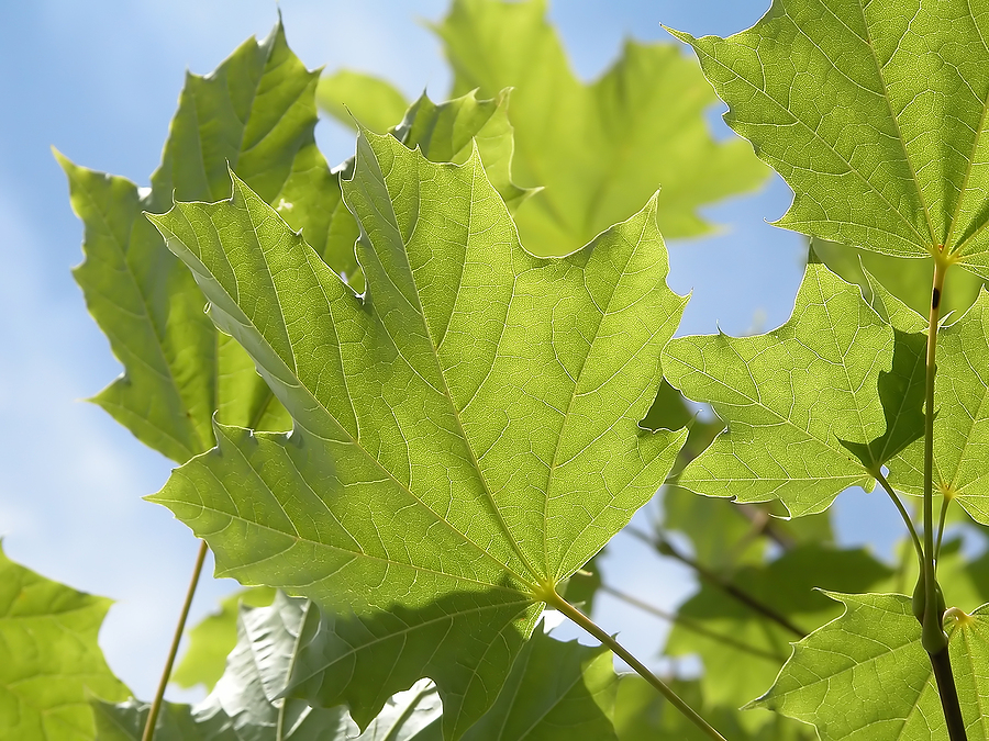 Verticillium Wilt in Maple Trees - Indiana