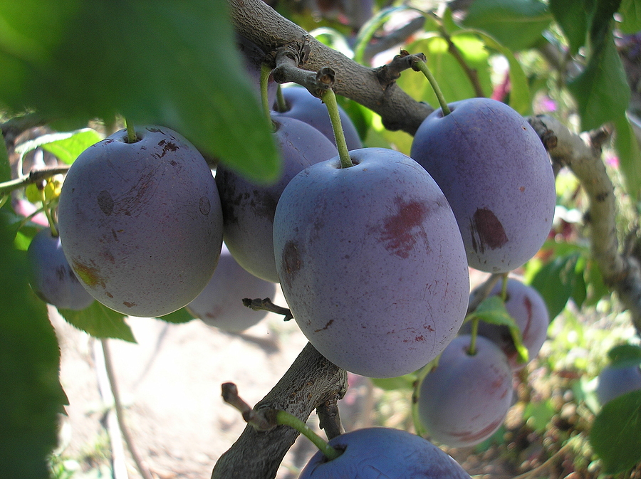 Fruit Tree Pruning