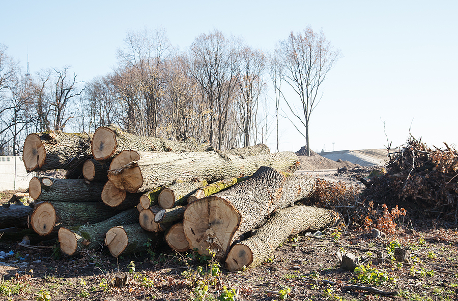 Call 317-783-2518 to Reach Our Lot Clearing Contractors in Indianapolis