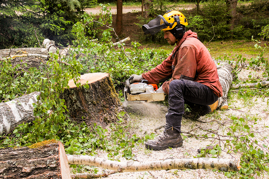 Large Tree Removal Cost in Indianapolis