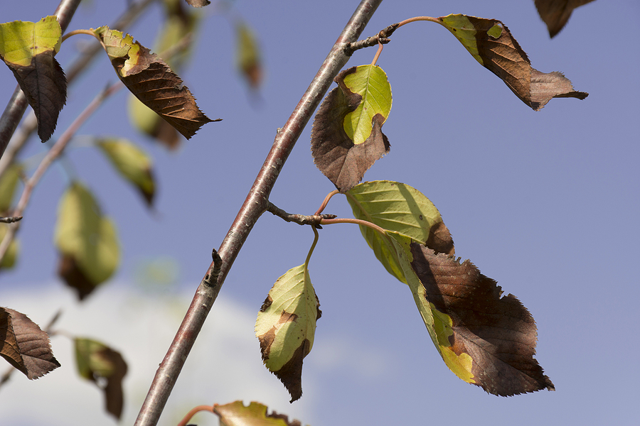Leaf Scorch in Trees