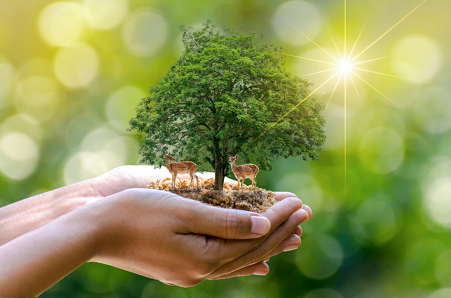 Tree Soil Management in Indiana