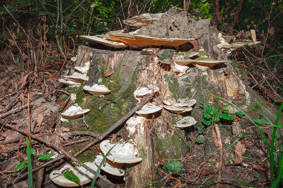 Natural Tree Stump Removal