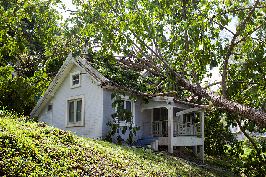 Tree Storm Damage in Indianapolis