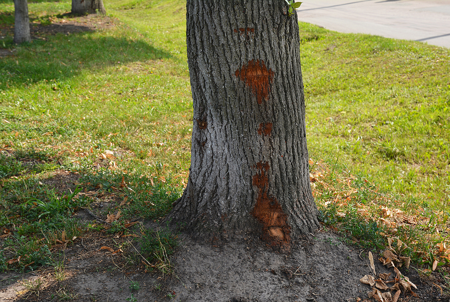 Tree Wound Dressings
