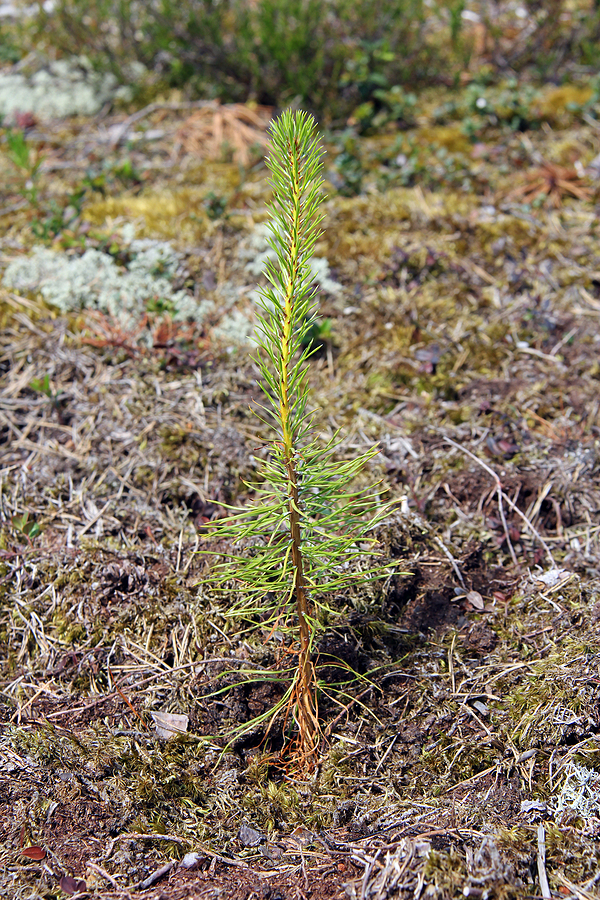 Newly Planted Tree Risks in a