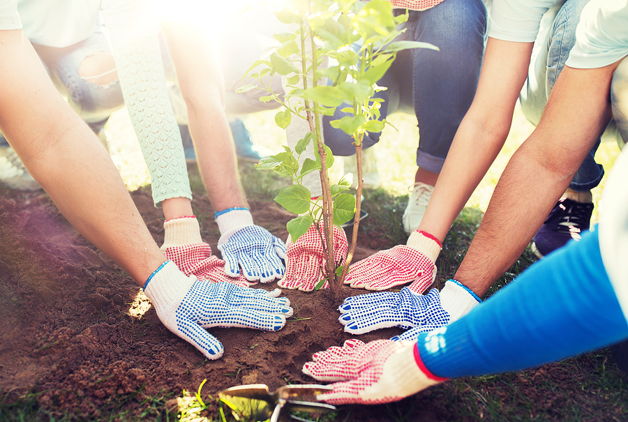 How to Plant a New Tree in Indiana