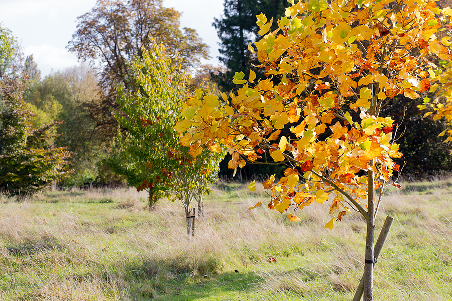 Fastest Growing Trees for Indianapolis - Tulip Poplar, pictured