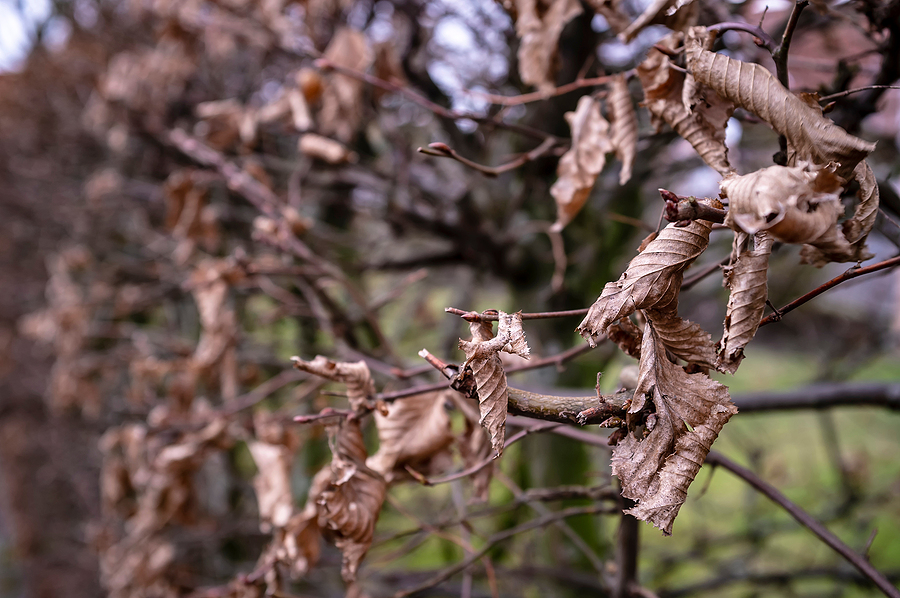Professional Dead Branch Removal in Indianapolis