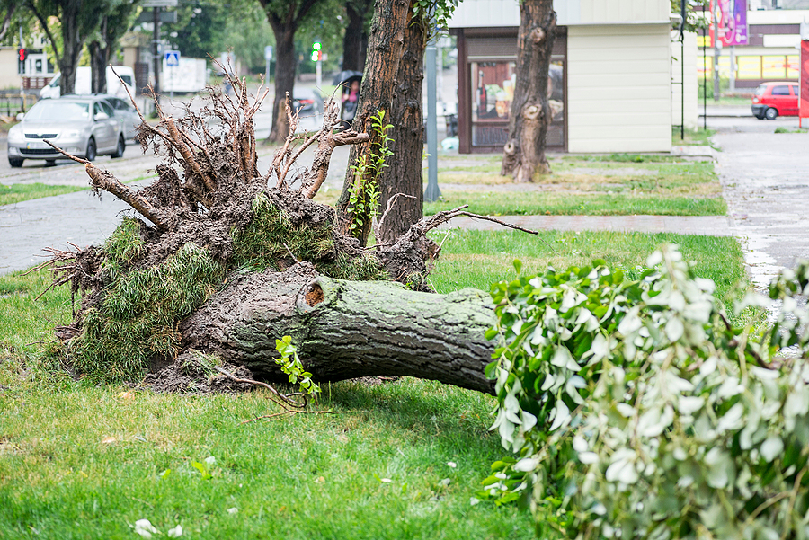 Tree Fell Across Property Line in Indianapolis