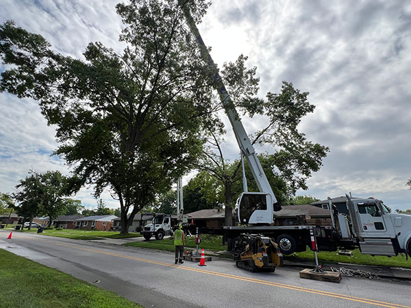 Big Tree Removal Indianapolis