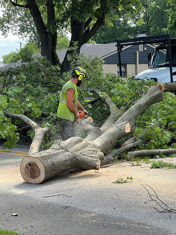 Indy Tree Removal Services