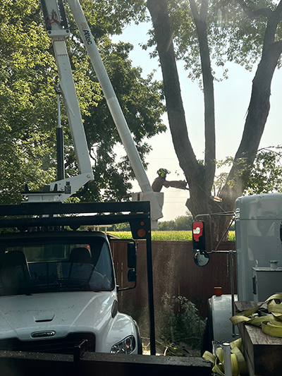 Tree Pruning Service Indianapolis