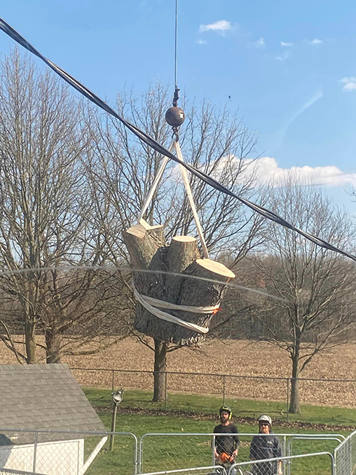 Tree Removal Near Me Indianapolis IN