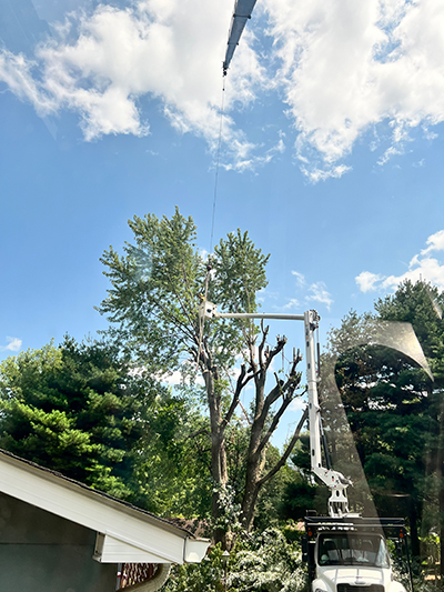 Tree Removal Near Me Indianapolis