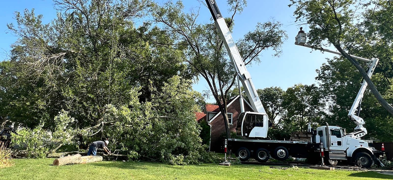 Tree Removal Services Indianapolis Tree Removal Services Indianapolis