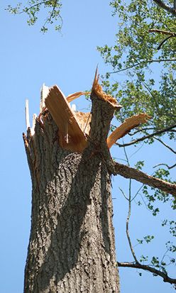 Complete Tree Care 317-783-2518