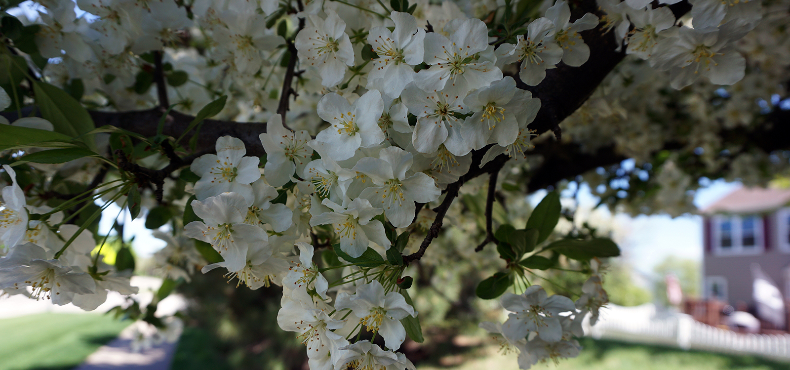 Callery Pear Tree Removal Hamilton County Indiana