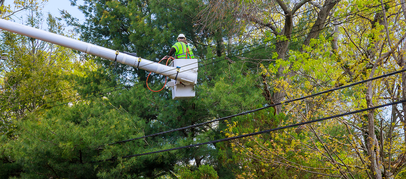 Indianapolis Tree Trimming Pruning Service Indianapolis Tree Trimming Pruning Service