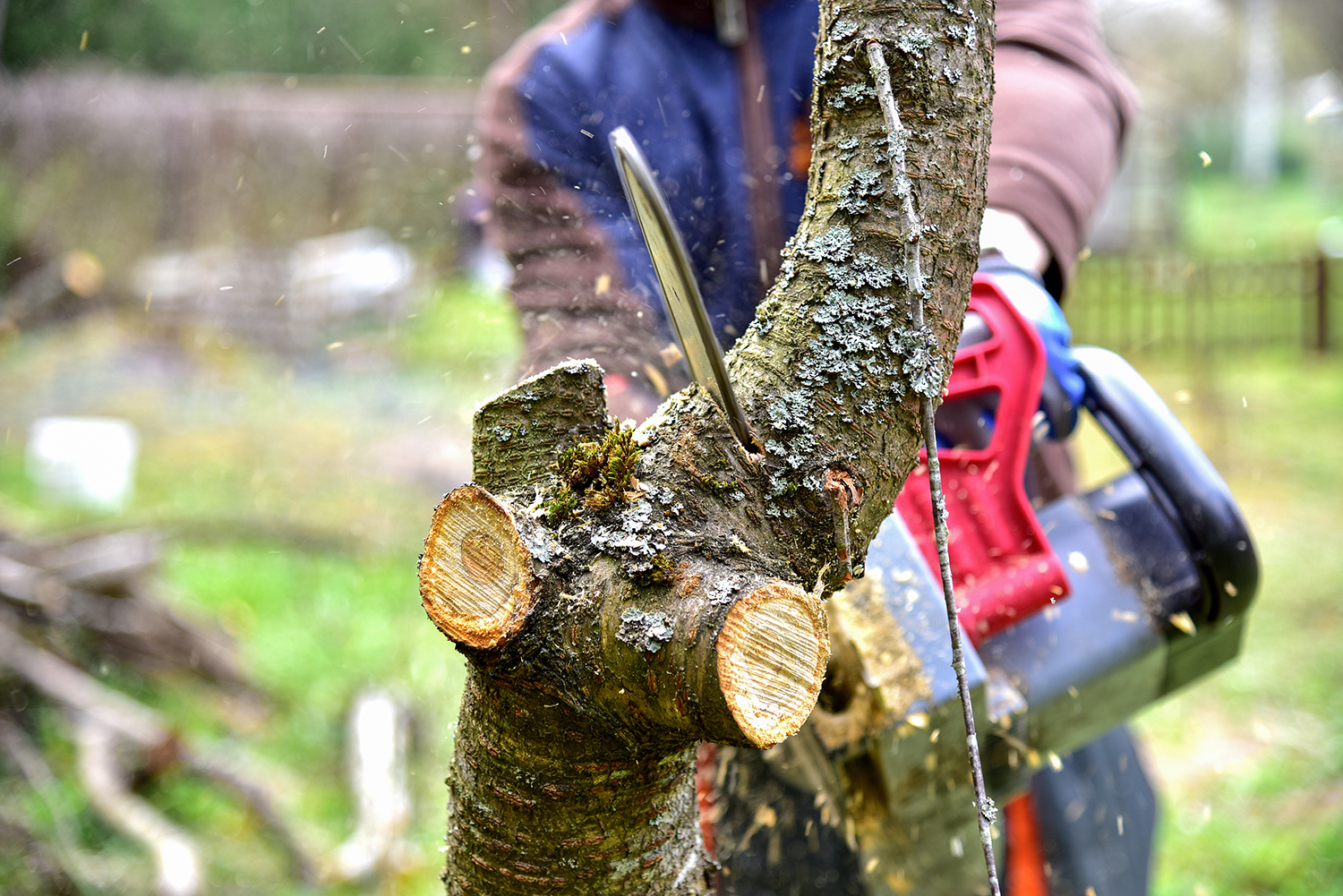 Residential Tree Care Indianapolis IN Residential Tree Care Indianapolis IN